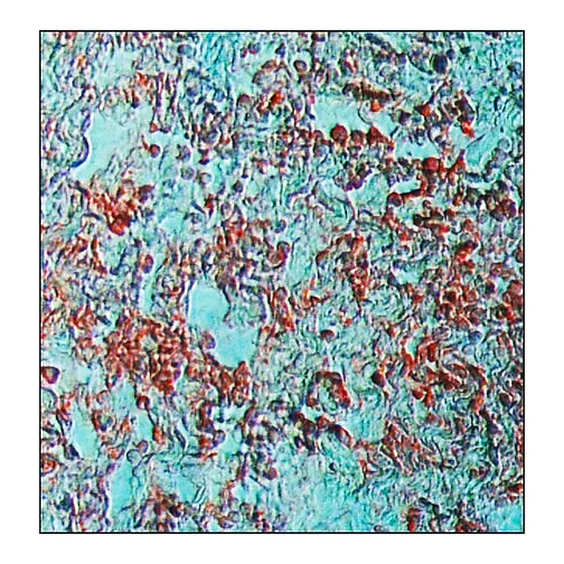 Merck Anti-Goat IgG (whole molecule)-Alkaline Phosphatase antibody produced in rabbit