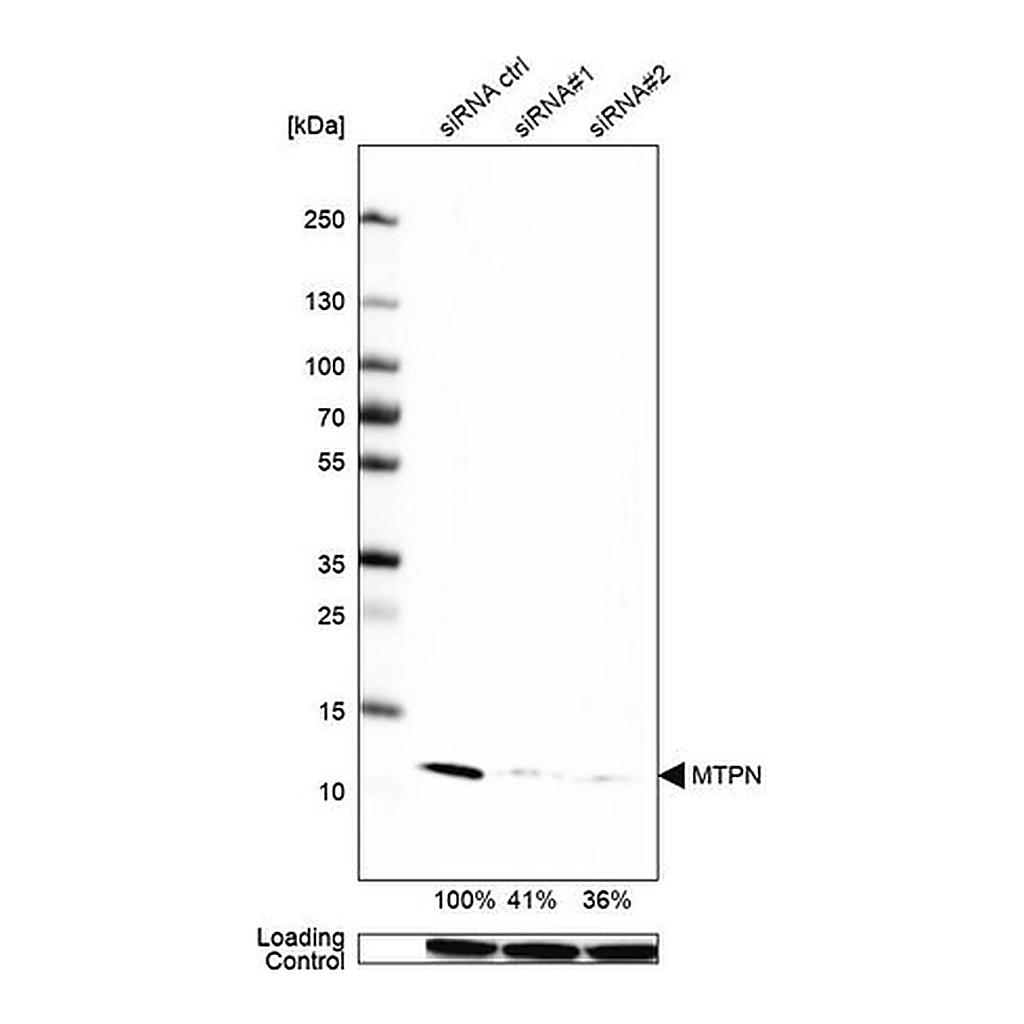Merck Anti-MTPN antibody produced in rabbit