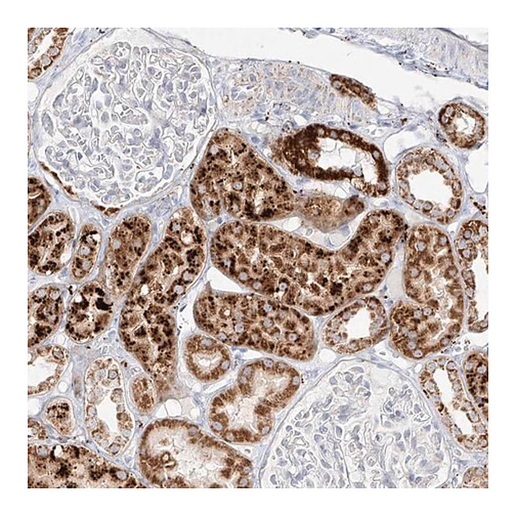 Merck Anti-MTX2 antibody produced in rabbit