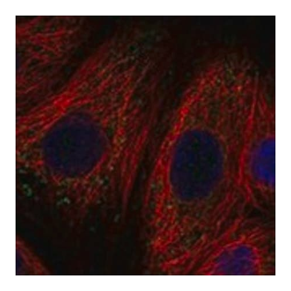 Merck Anti-SLC11A1 antibody produced in rabbit