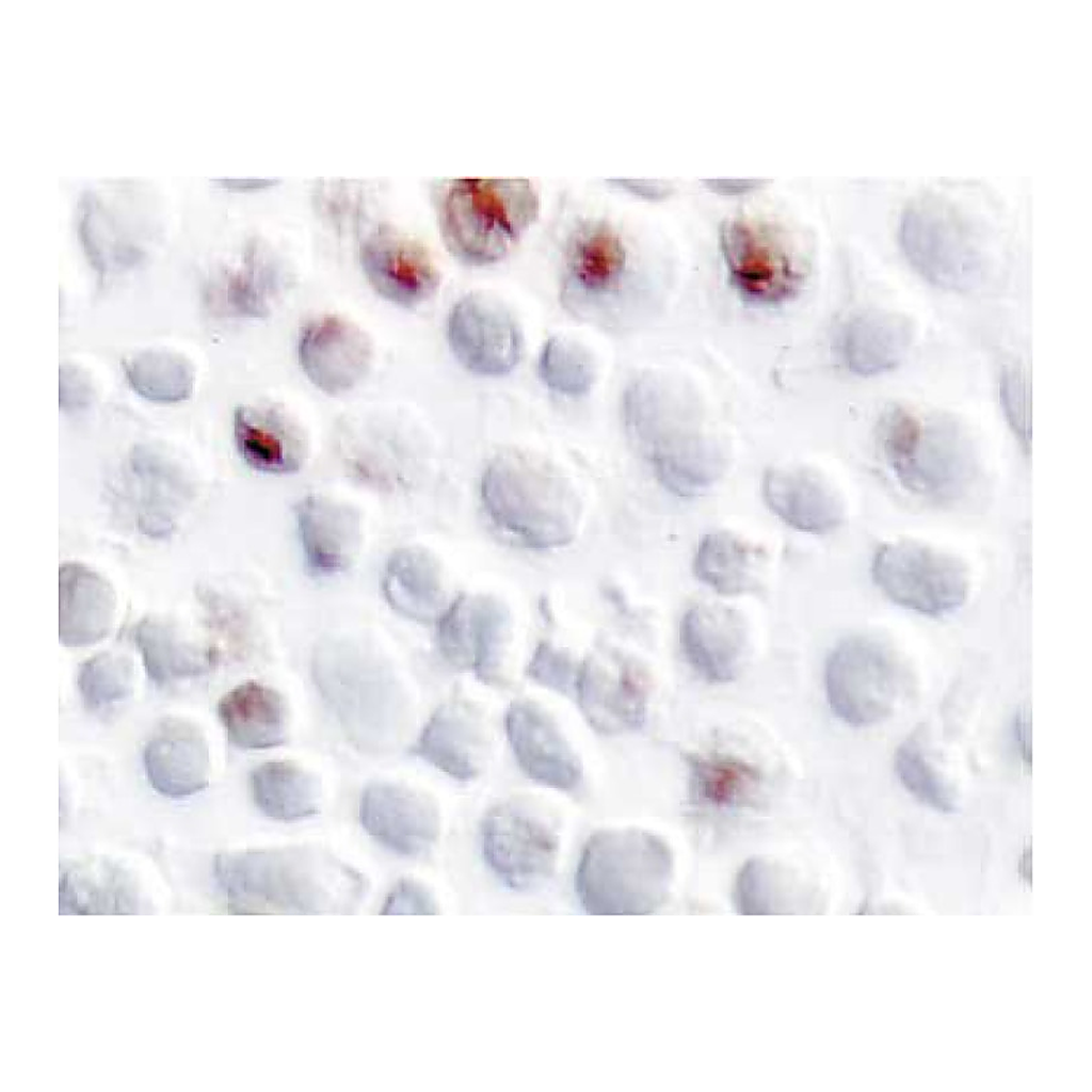 BD Purified Rat Anti-Mouse IL-10