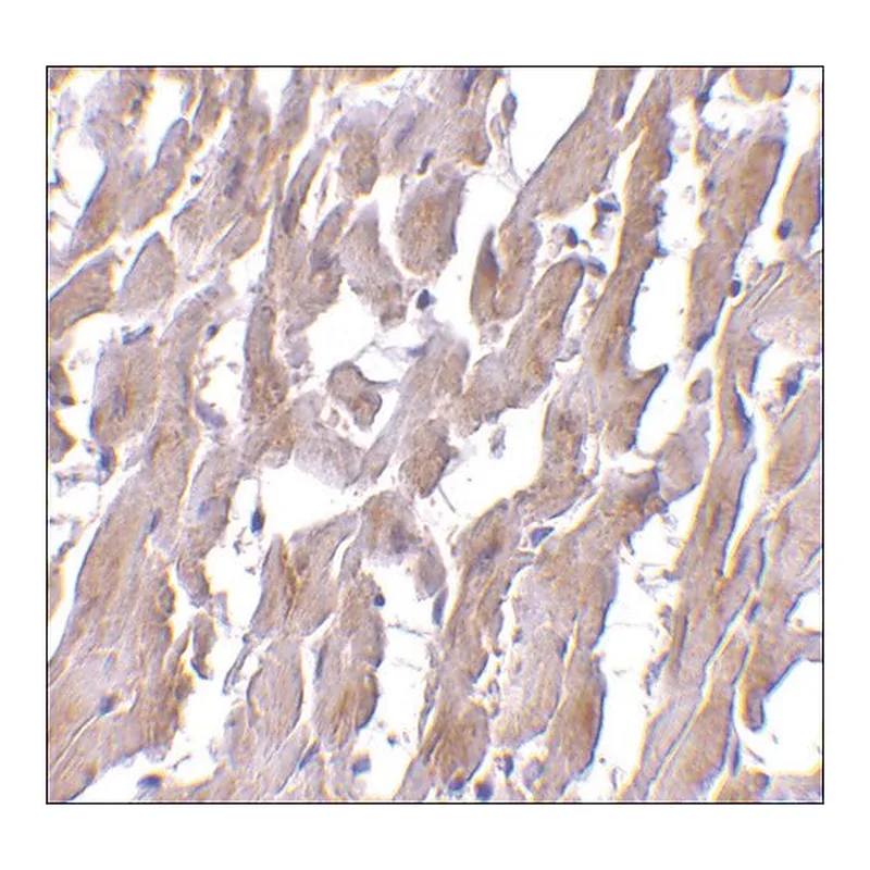 Merck Monoclonal Anti-MyD88 antibody produced in mouse