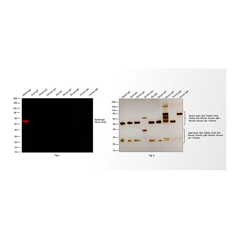 Thermo Fisher Scientific Chicken anti-Rabbit IgG (H+L) Cross-Adsorbed Secondary Antibody, Alexa Fluor 647