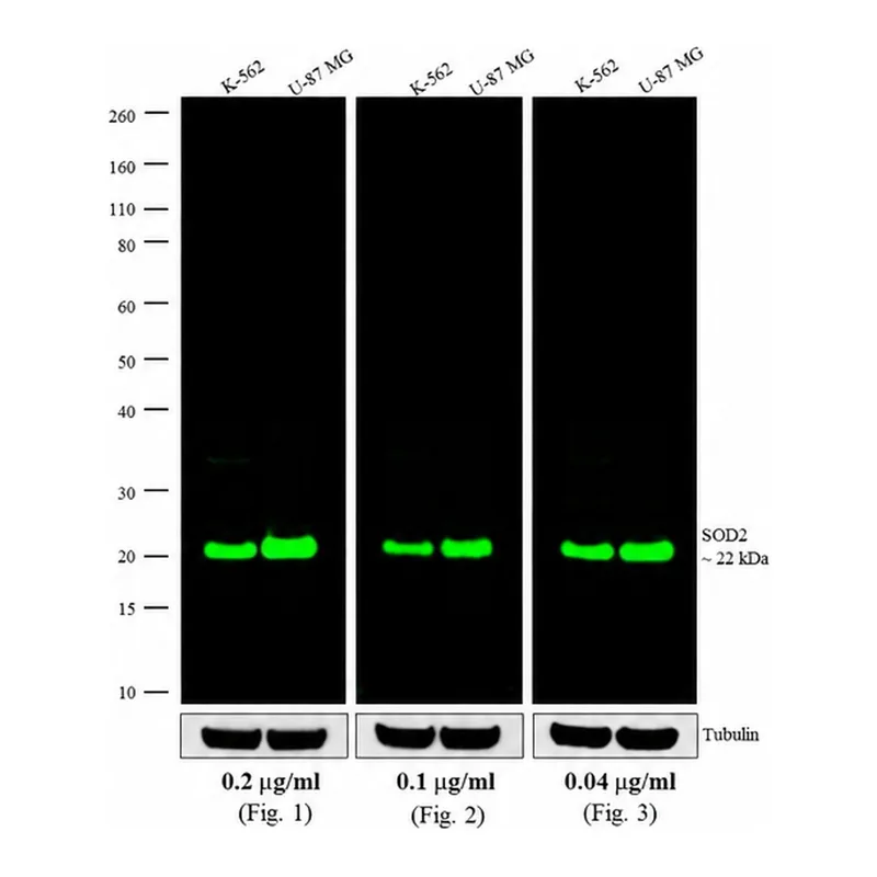 Thermo Fisher Scientific Goat anti-Mouse IgG (H+L) Cross-Adsorbed Secondary Antibody, Alexa Fluor 790