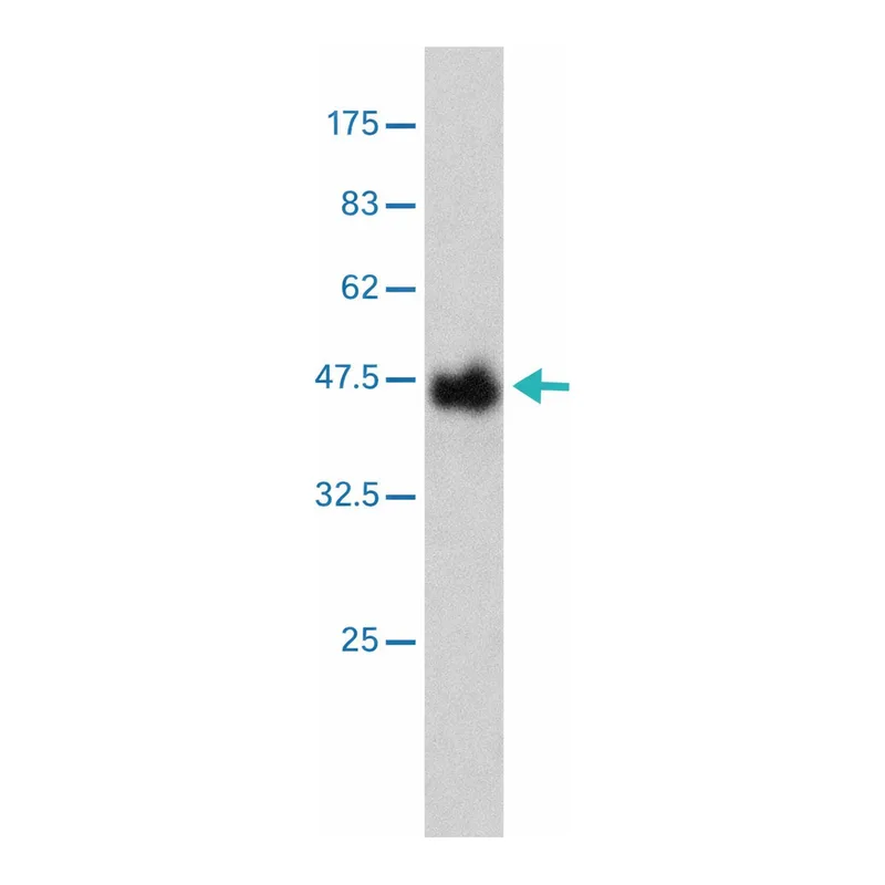 Merck MONOCLONAL ANTI-PLAG1