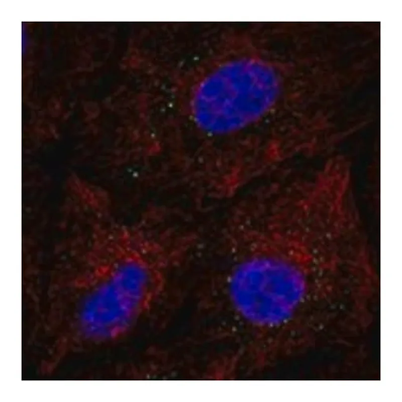 Merck Anti-EMP3 antibody produced in rabbit