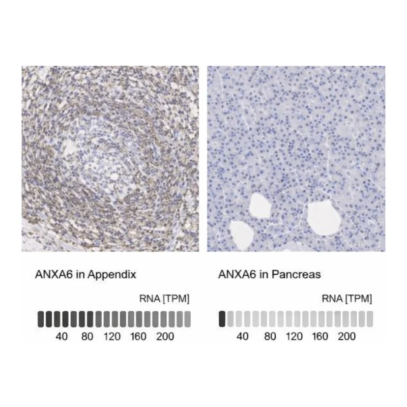 Merck Anti-ANXA6 antibody produced in rabbit