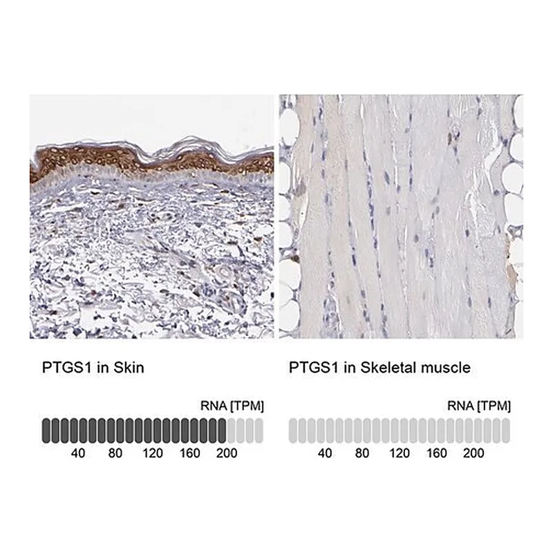 Merck Anti-Anti-PTGS1 antibody produced in rabbit