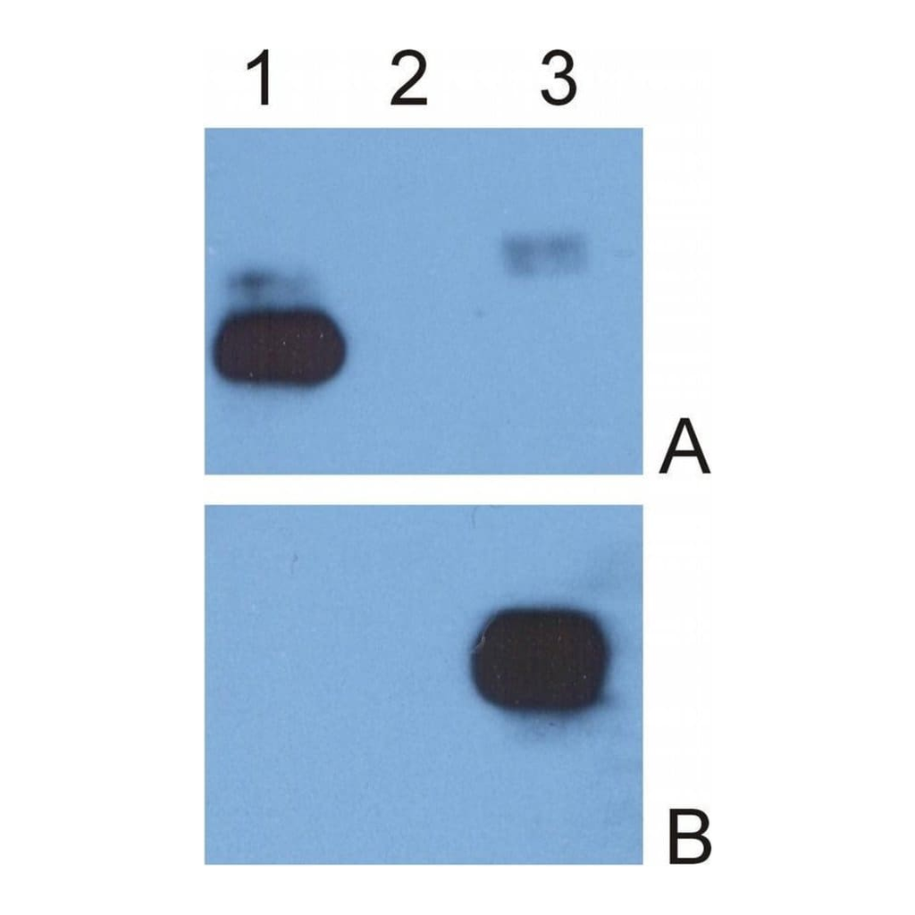 Thermo Fisher Scientific Mouse anti-Human IgG Fc Secondary Antibody