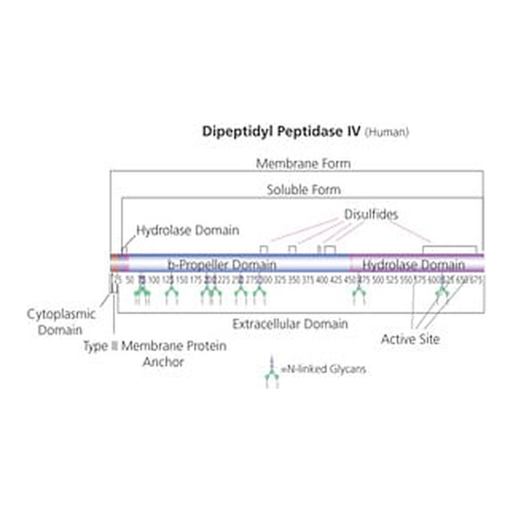 Merck DIPEPTIDYL PEPTIDASE IV