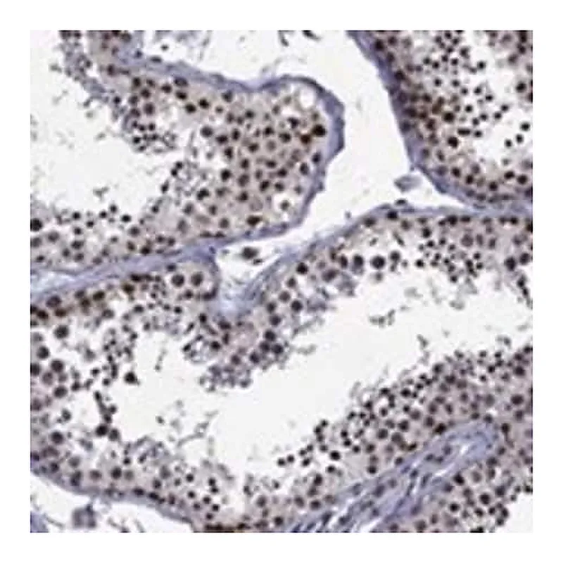 Merck Anti-EHMT1 antibody produced in rabbit
