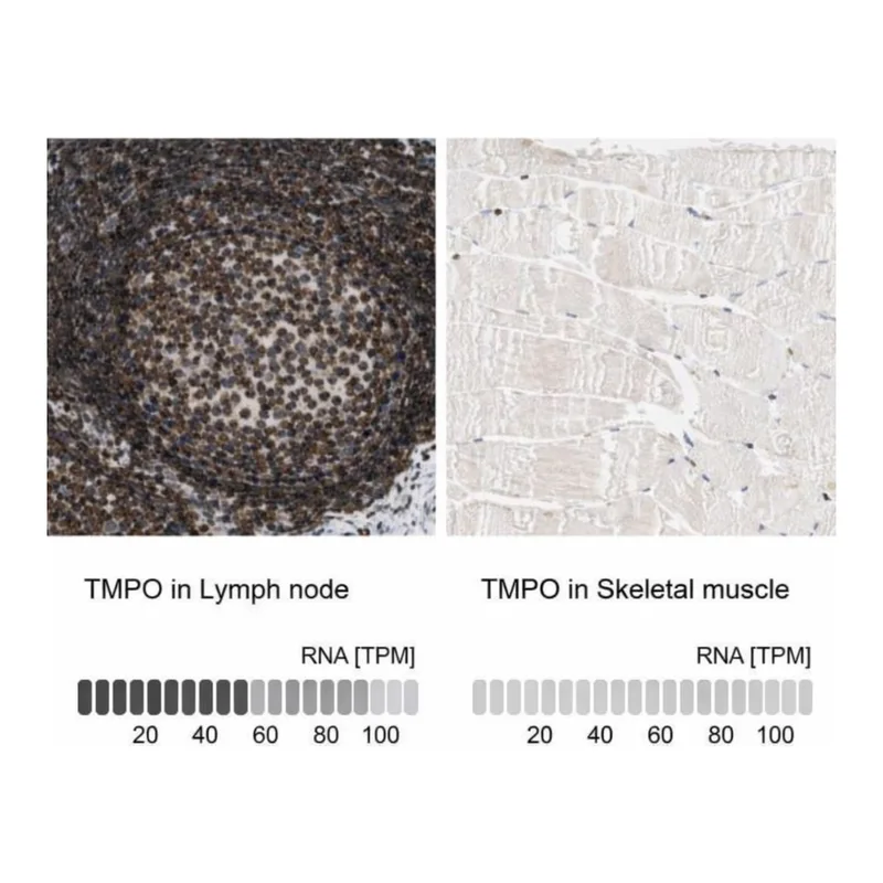 Merck Anti-TMPO antibody produced in rabbit
