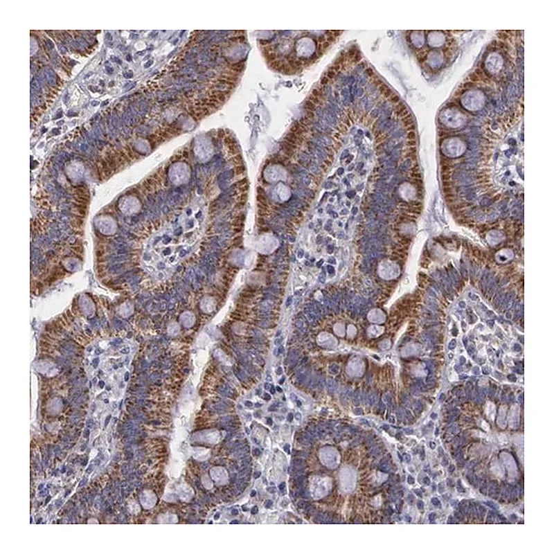 Merck Anti-SYNJ2BP antibody produced in rabbit