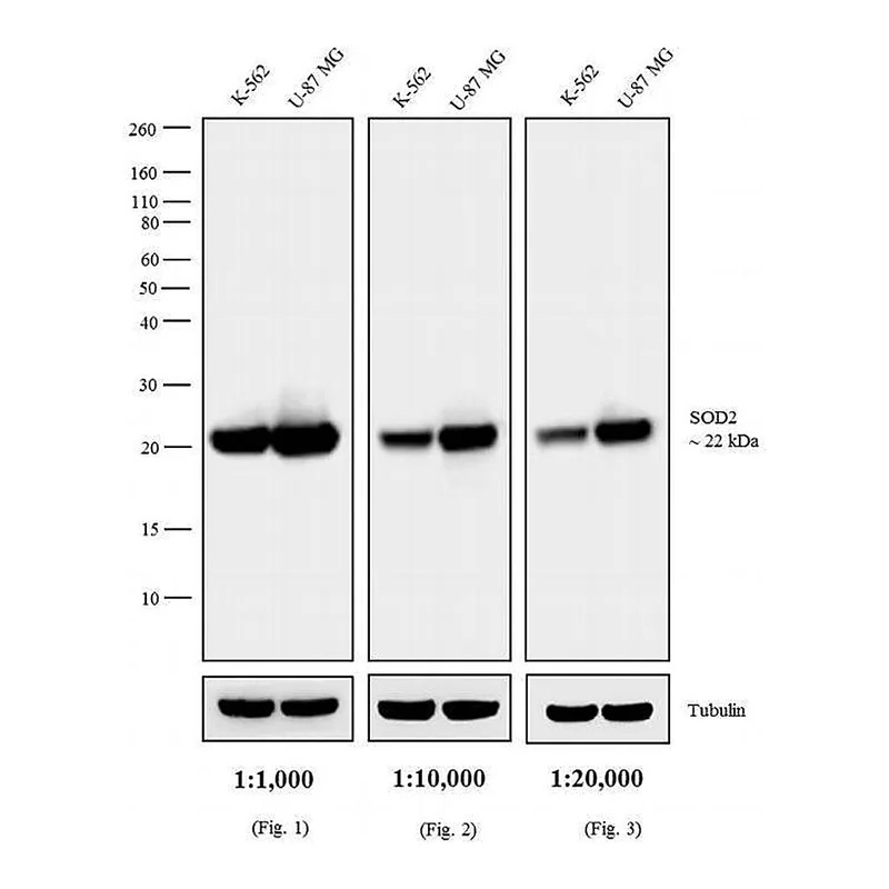 Thermo Fisher Scientific Goat anti-Mouse IgG (H+L) Highly Cross-Adsorbed Secondary Antibody, AP