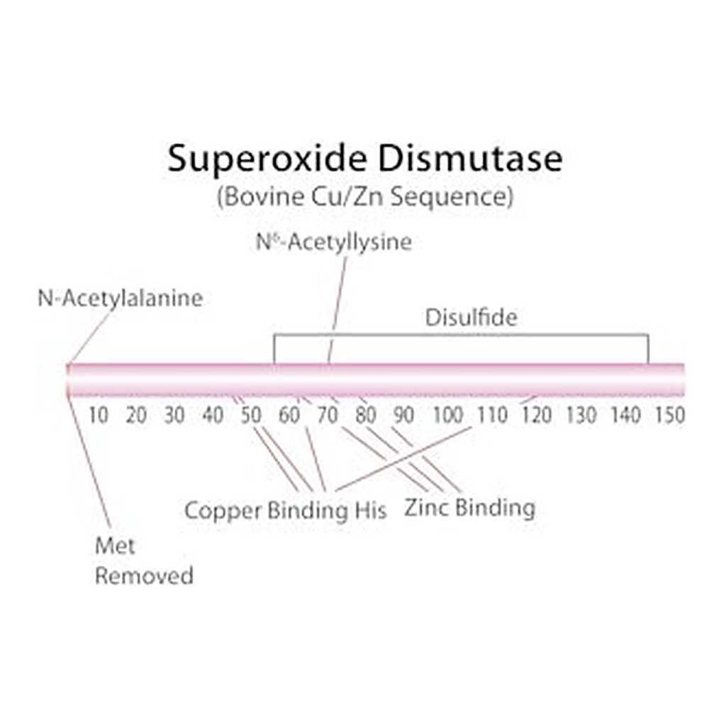 Merck SUPEROXIDE DISMUTASE, BOVINE