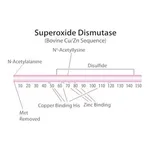 Merck SUPEROXIDE DISMUTASE, BOVINE