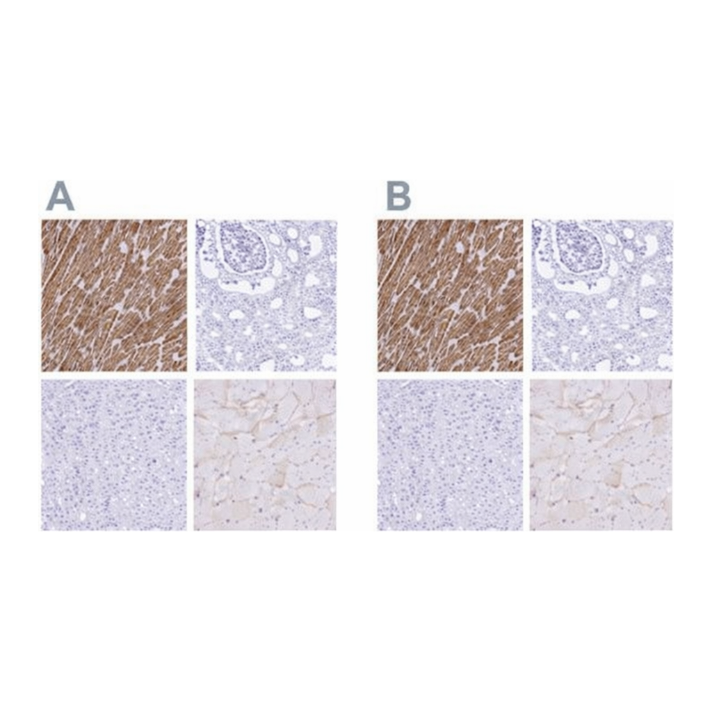 Merck Anti-TNNT2 antibody produced in rabbit