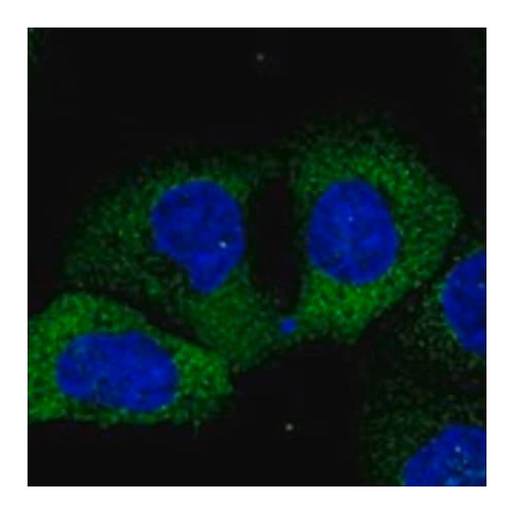 Merck Anti-GANC antibody produced in rabbit