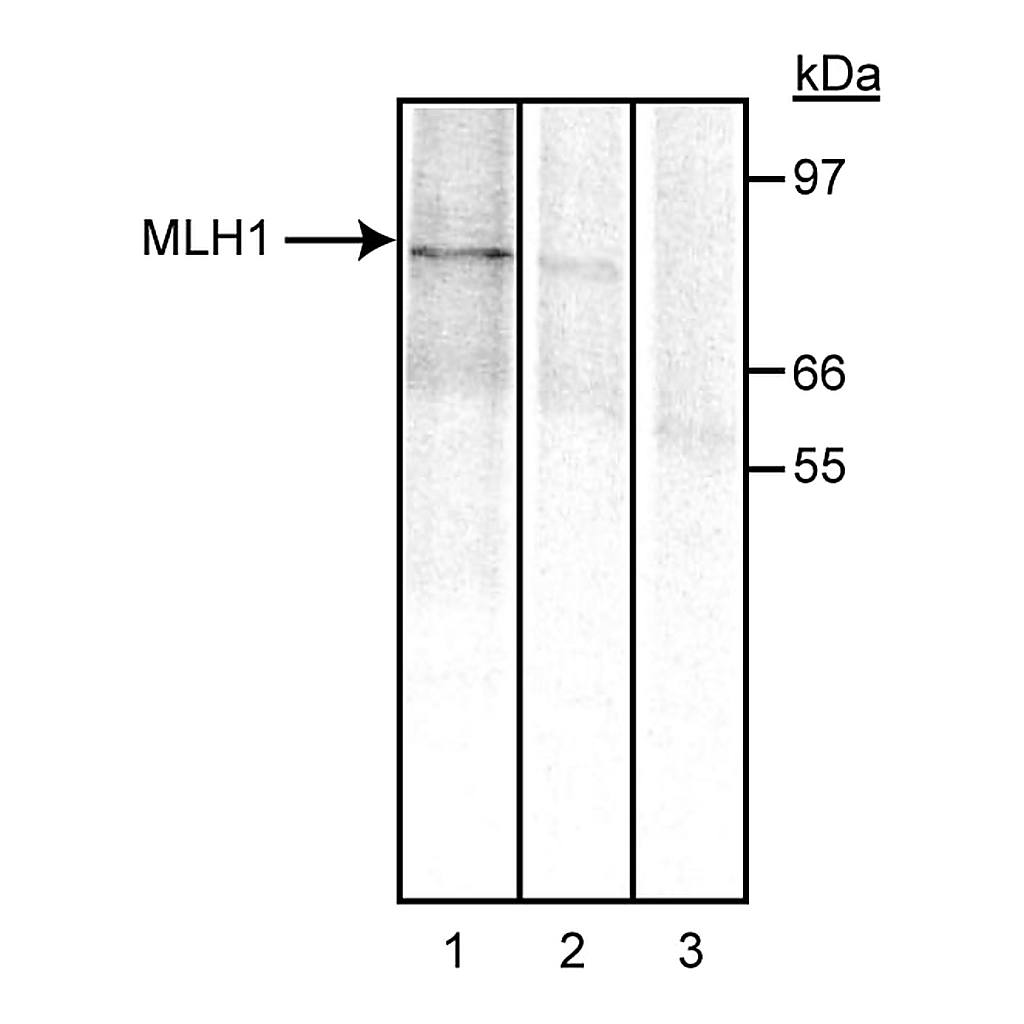 BD Purified Mouse Anti-Human MLH1