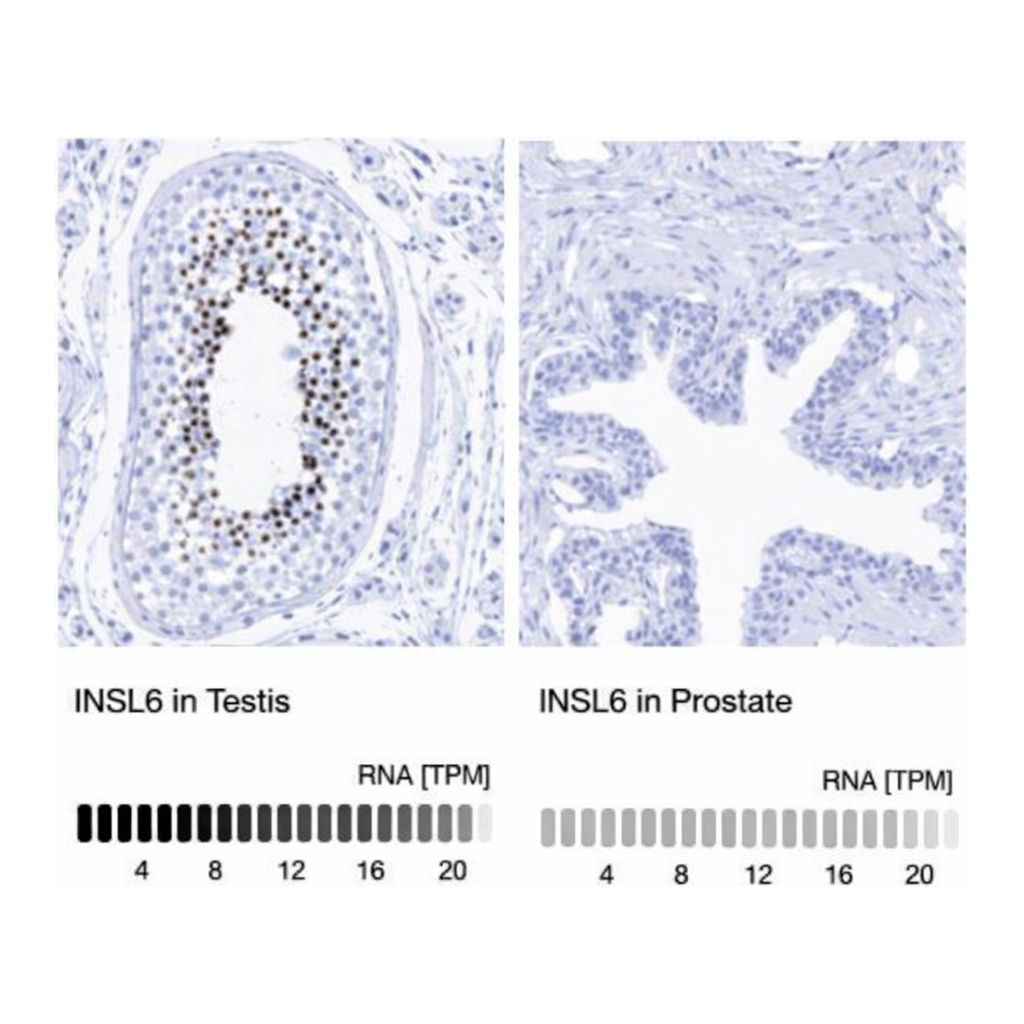 Merck Anti-INSL6 antibody produced in rabbit