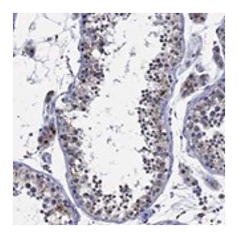Merck Anti-GALNS antibody produced in rabbit