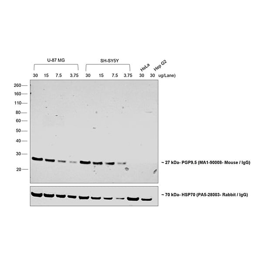 Thermo Fisher Scientific Goat anti-Mouse IgG (H+L) Poly-HRP Secondary Antibody, HRP