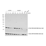 Thermo Fisher Scientific Goat anti-Mouse IgG (H+L) Poly-HRP Secondary Antibody, HRP