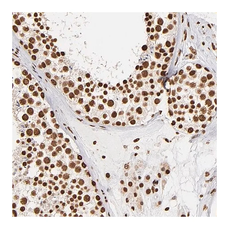 Merck Anti-ILF3 antibody produced in rabbit