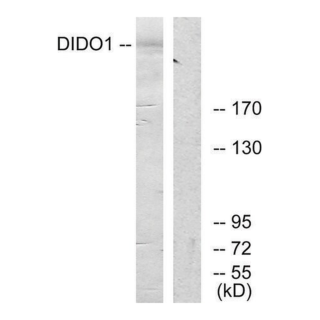 Merck Anti-DIDO1 antibody produced in rabbit