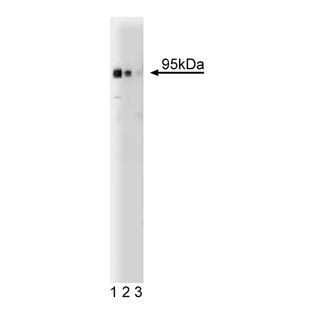 BD Purified Mouse Anti- PSD-95