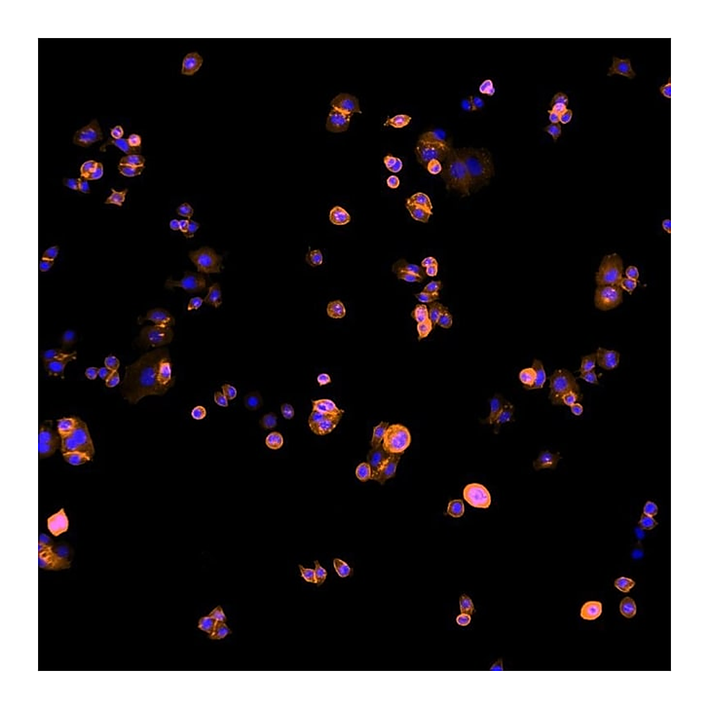 Thermo Fisher Scientific Goat anti-Human IgG (H+L) Cross-Adsorbed Secondary Antibody, Alexa Fluor Plus 594
