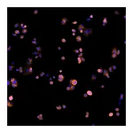 Thermo Fisher Scientific Goat anti-Human IgG (H+L) Cross-Adsorbed Secondary Antibody, Alexa Fluor Plus 594