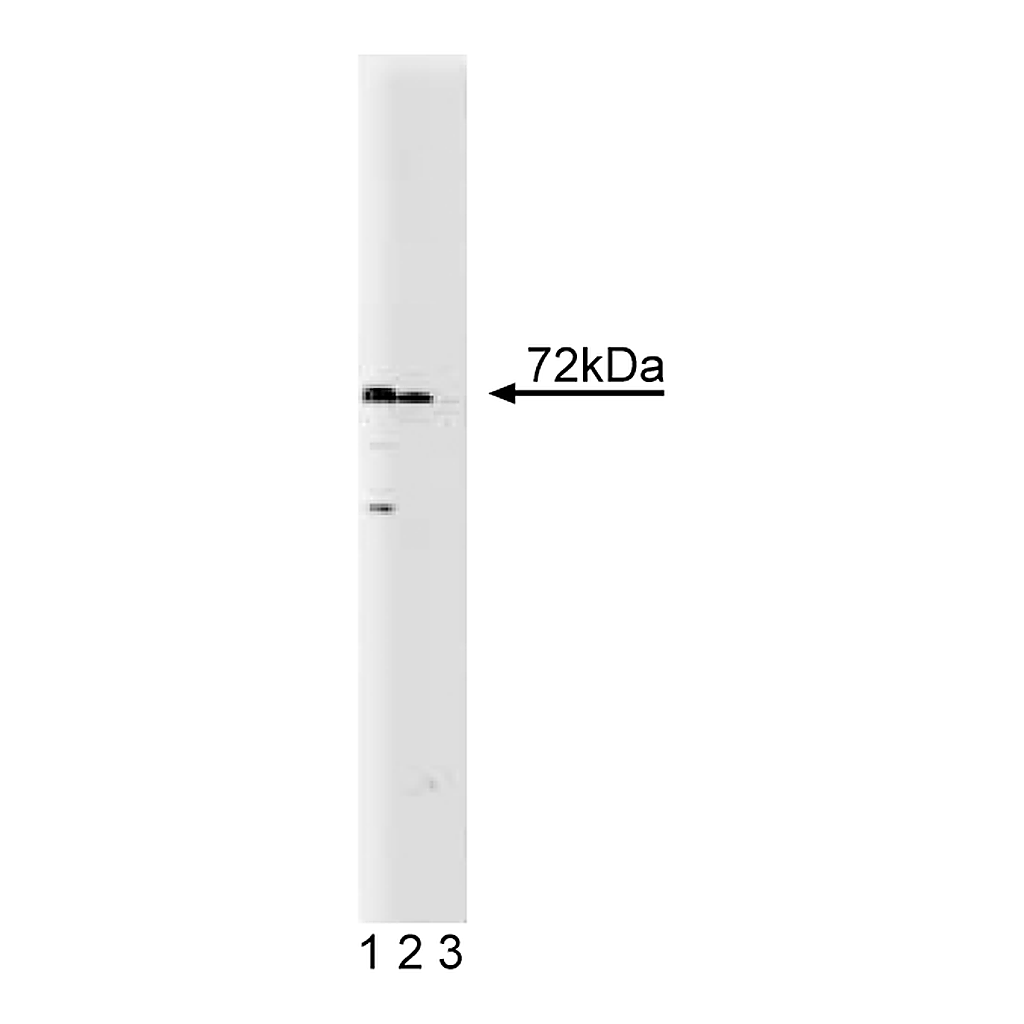 BD Purified Mouse Anti-SNX2