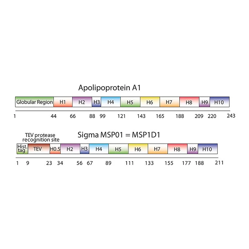Merck Membrane Scaffold Protein 1D1