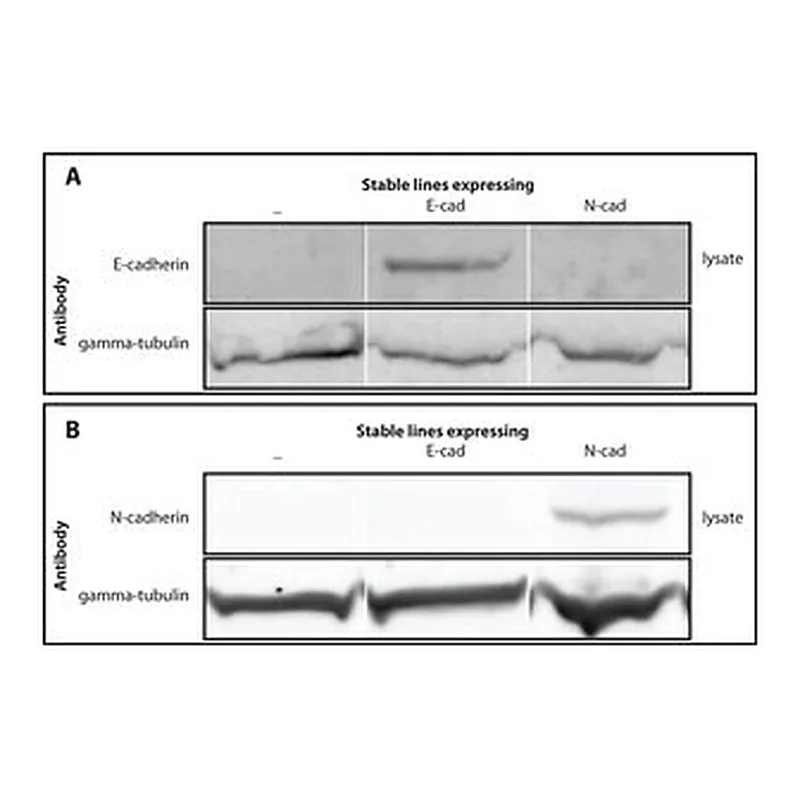 Merck RABBIT ANTI-GAMMA TUBULIN, IGG FRACTION