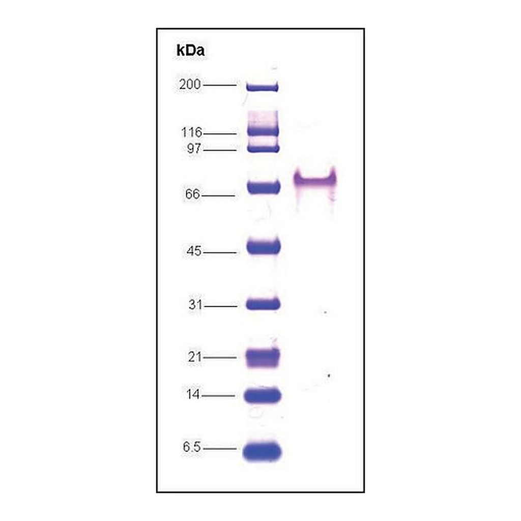Merck RNA Polymerase II, C-terminal human