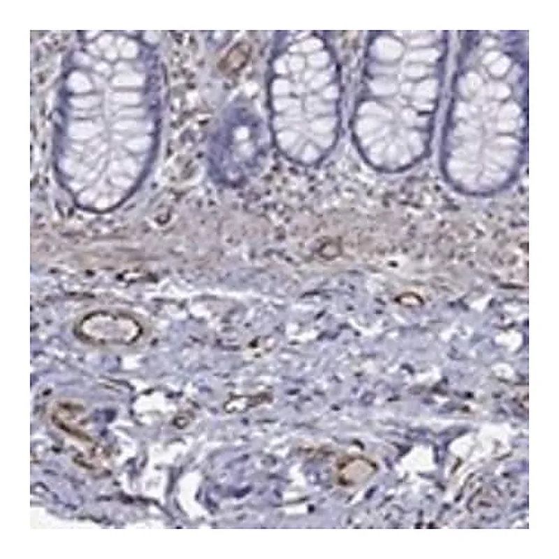 Merck Anti-MAS1 antibody produced in rabbit