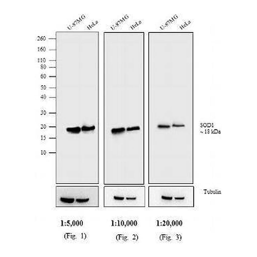 Thermo Fisher Scientific Goat anti-Mouse IgG (H+L) Cross-Adsorbed Secondary Antibody, AP