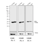 Thermo Fisher Scientific Goat anti-Mouse IgG (H+L) Cross-Adsorbed Secondary Antibody, AP