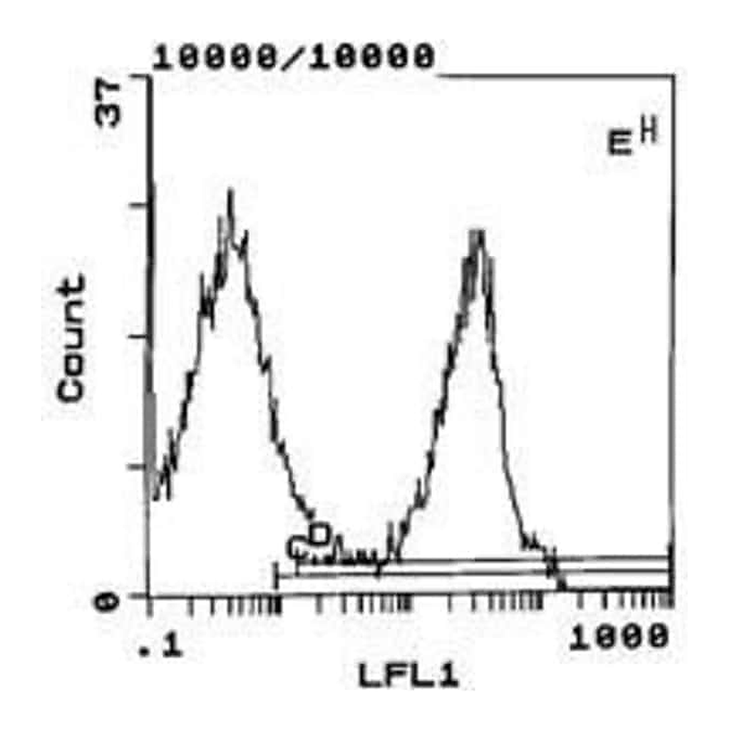Thermo Fisher Scientific Mouse anti-Rat Kappa Light Chain Secondary Antibody