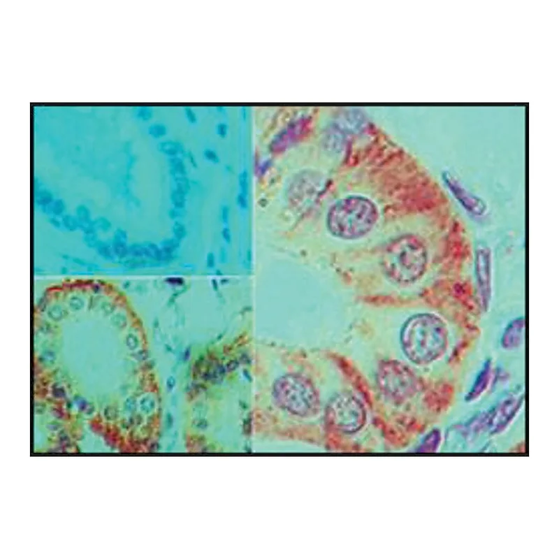 Merck Monoclonal Anti-IL-17F antibody produced in mouse