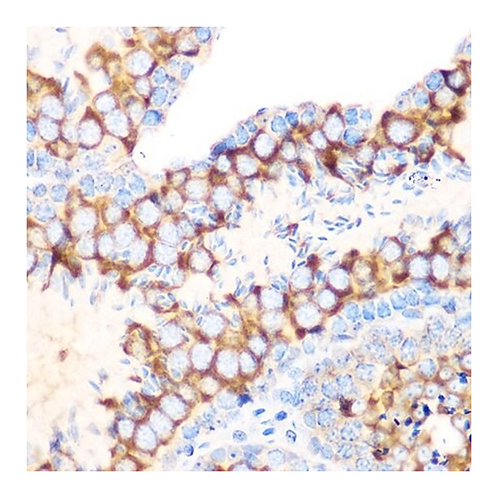 Merck Anti-RUVBL1/TIP49A/PONTIN antibody produced in rabbit