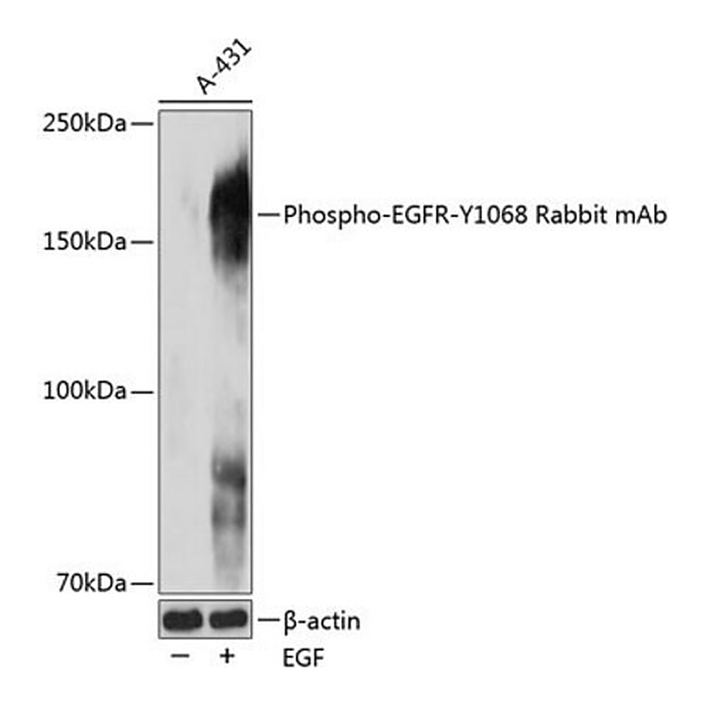 Merck Anti-Phospho-EGFR-Y1068 antibody produced in rabbit