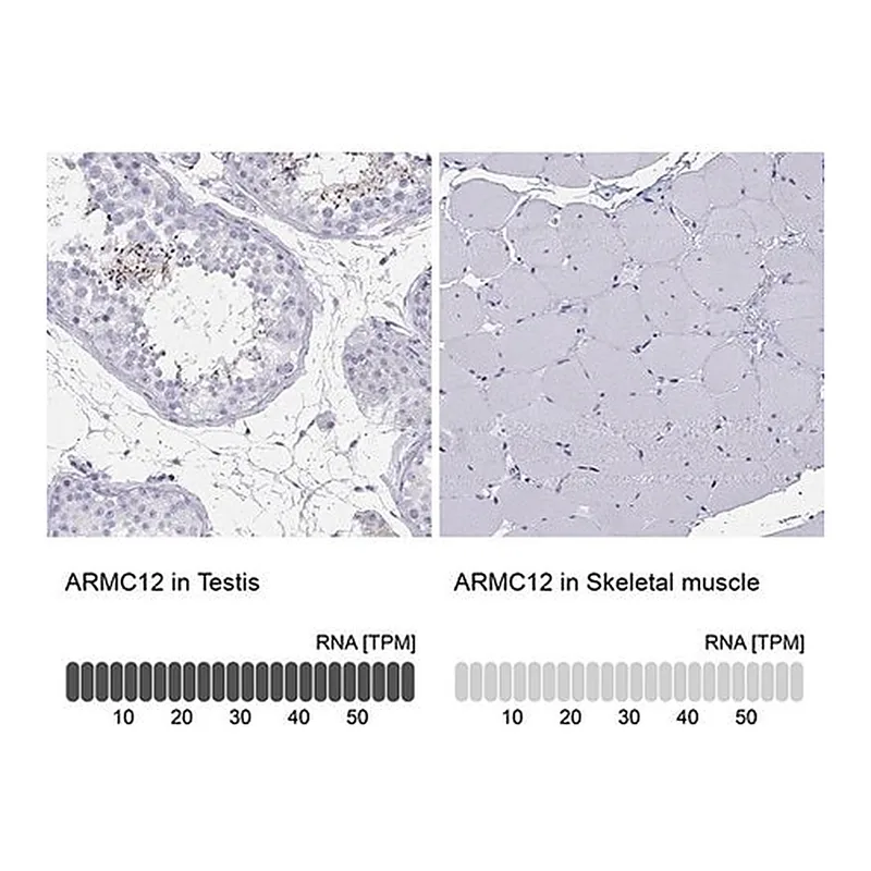 Merck Anti-ARMC12 antibody produced in rabbit