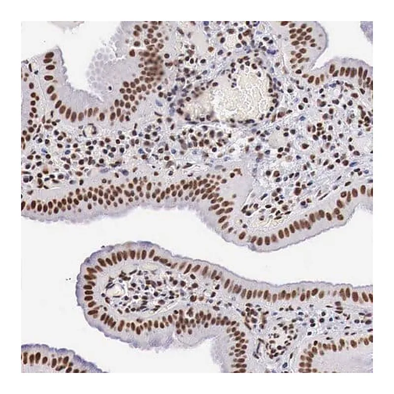 Merck Anti-DKC1 antibody produced in rabbit