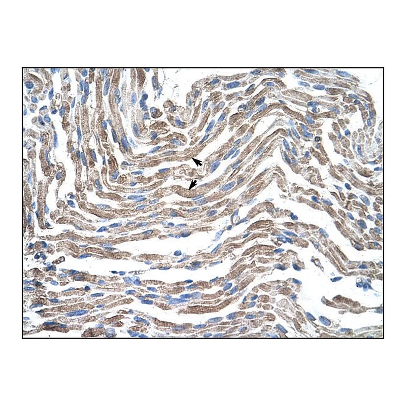 Merck Anti-CLDN11 antibody produced in rabbit