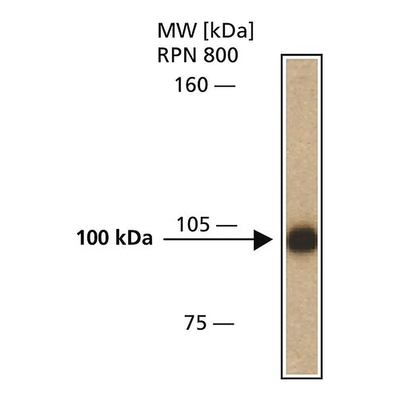 Merck Anti-iASPP antibody, Mouse monoclonal