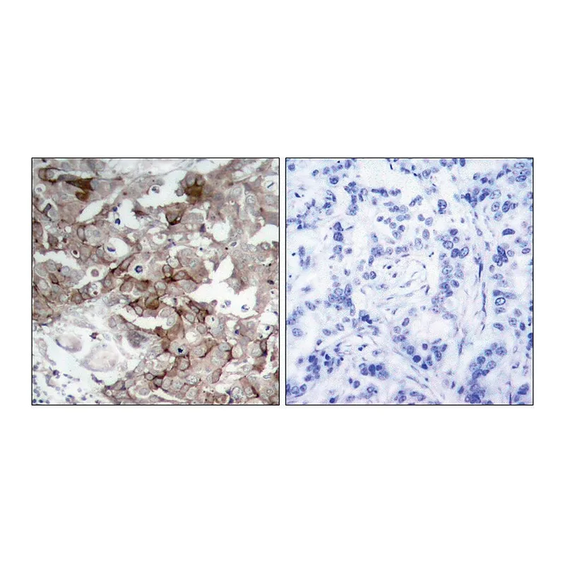 Merck Anti-Cortactin antibody produced in rabbit