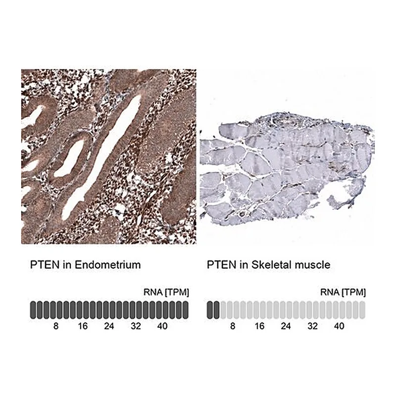 Merck Monoclonal Anti-PTEN antibody produced in mouse