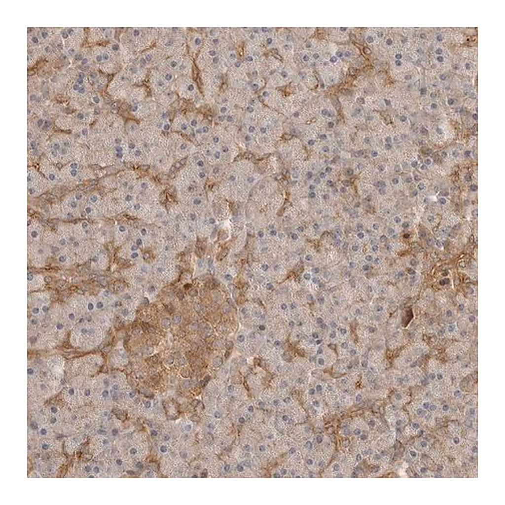 Merck Anti-CLDN12 antibody produced in rabbit